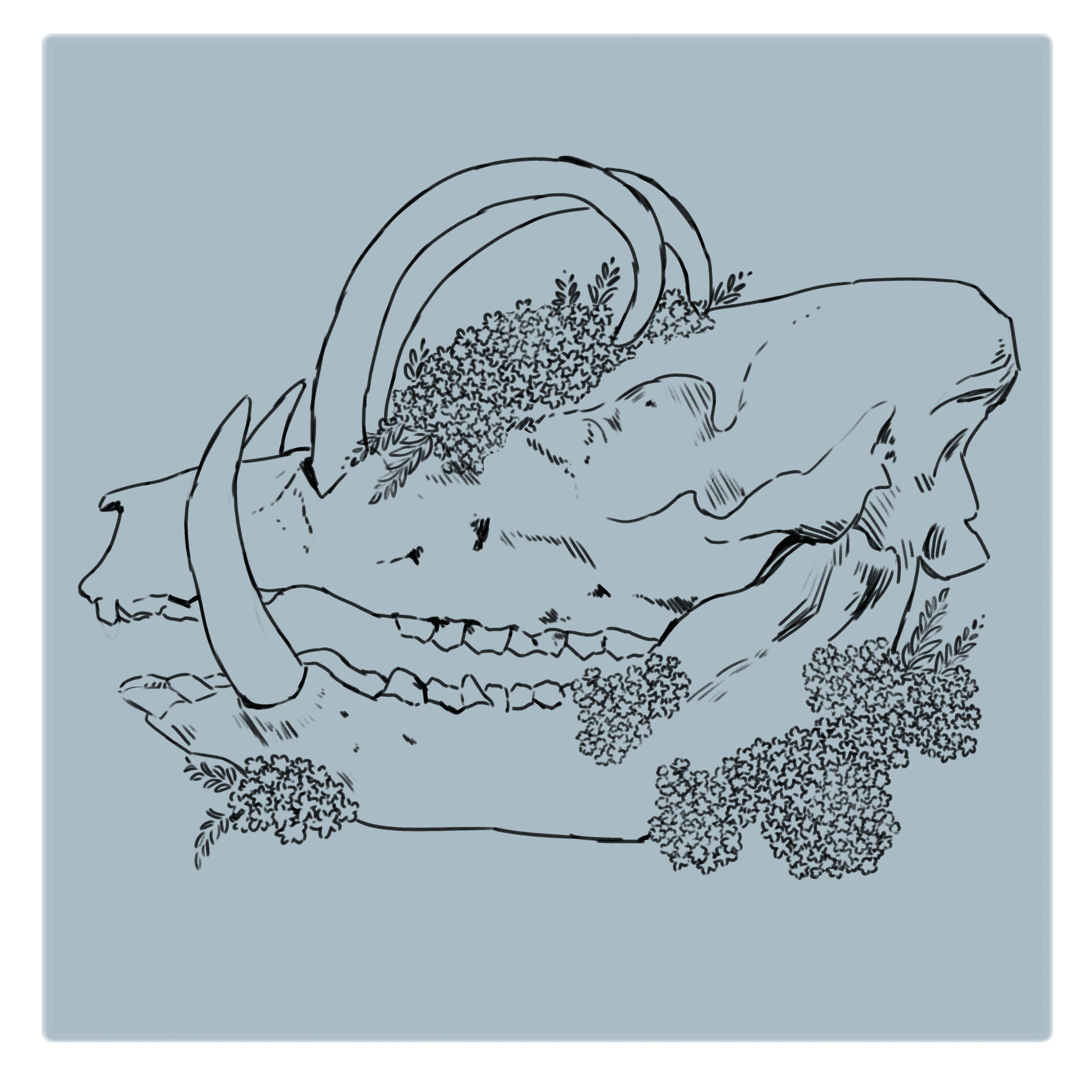 Boar skull and yarrow