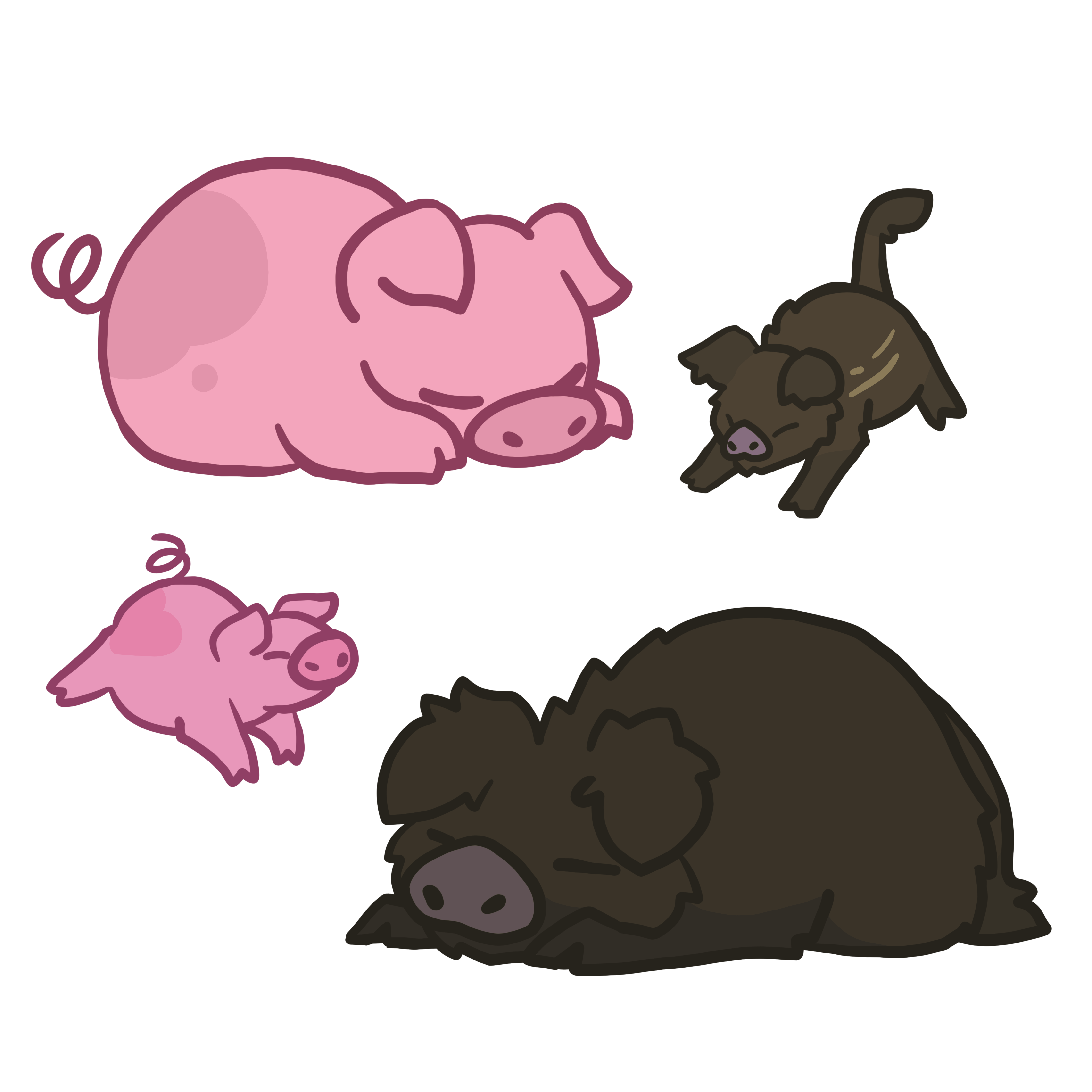 Boars and Pigs